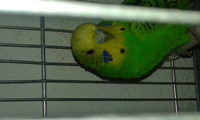 cerco coco maschio
pronto